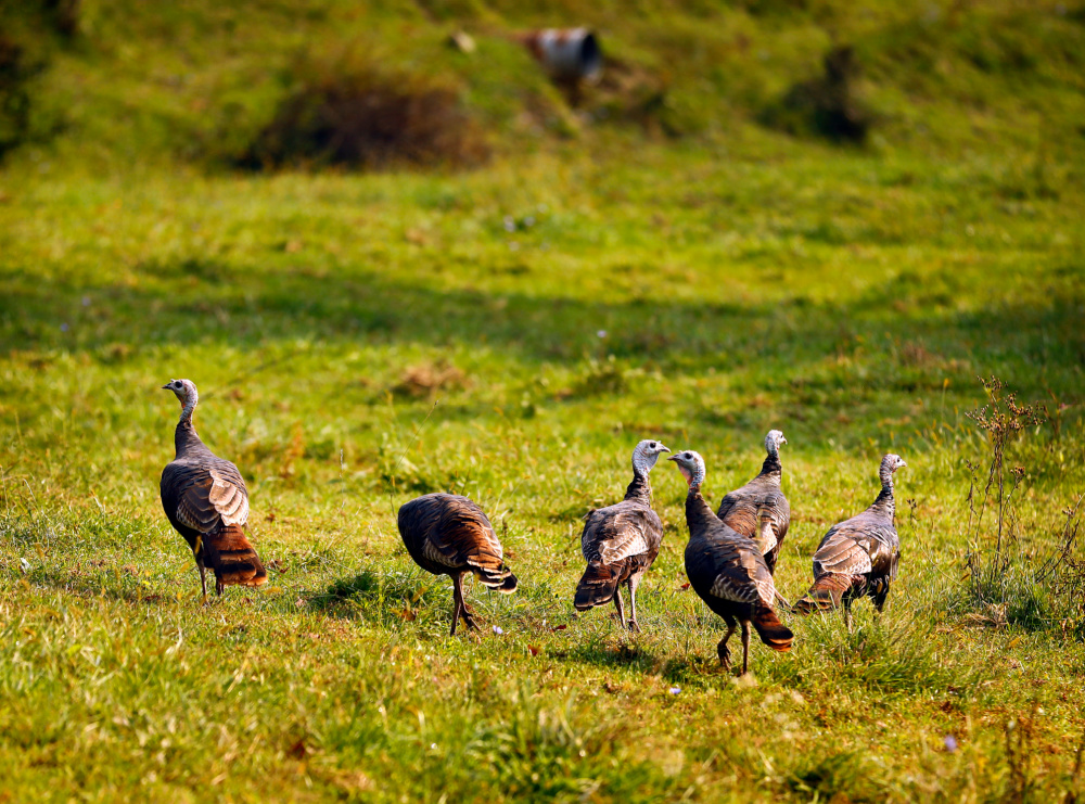 Oil and Gas Investor October 2021 Responsibly Sourced Cover Story - Wild Turkeys in Rural Washington County Pa