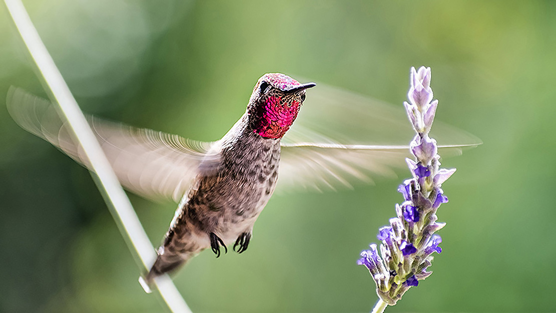 The Canadian government cited the threat to nests of the migratory Anna’s Hummingbird in its order to suspend work on the Trans Mountain pipeline. (Source: Sundry Photography/Shutterstock.com)