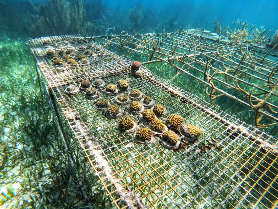 coral reef restoration