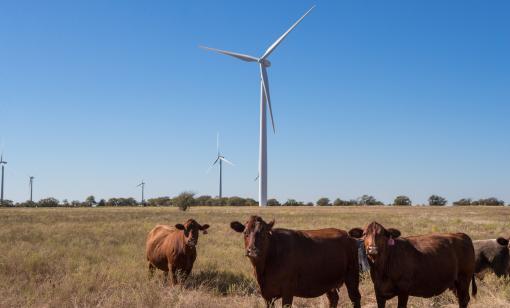Wolf Ridge Wind Farm TCU Energy Institute