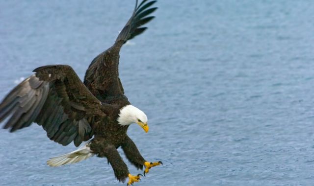 American bald eagle swoops down to catch fish in Alaskan waters