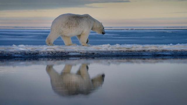 Arctic-oil-leases-suspended
