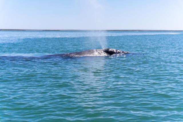 BOEM Issues Voluntary Precautions for Rice’s Whale in Gulf of Mexico