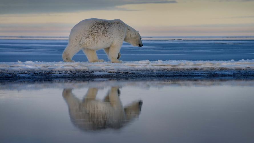 Trump Administration Seeks to Allow Polar Bear Disturbance for Oil in Alaska Refuge